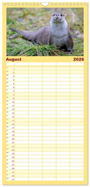 Produktbild: Familienplaner 2026 - Fischotter, flinke J&auml;ger mit 5 Spalten (Wandkalender, 21 x 45 cm) CALVENDO