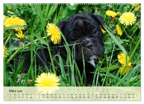 Produktbild: Bulldoggen-Kindergarten (hochwertiger Premium Wandkalender 2026 DIN A2 quer), Kunstdruck in Hochglanz