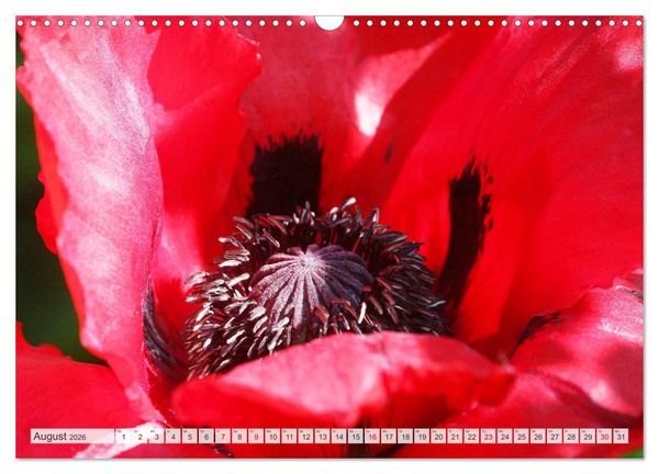 Produktbild: Roter Glanz Bl&uuml;tenpracht (Wandkalender 2026 DIN A3 quer), CALVENDO Monatskalender
