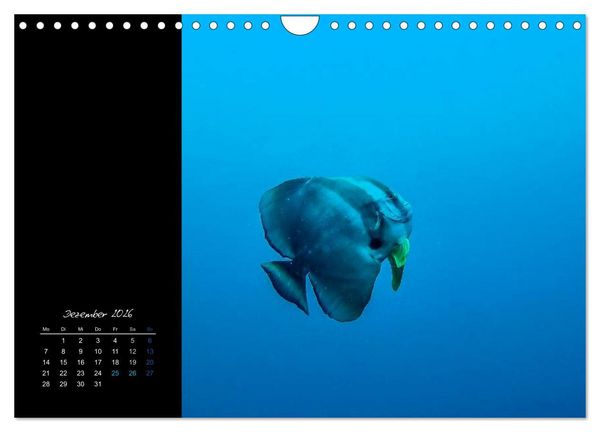 Produktbild: Malediven - dem Himmel so nah (Wandkalender 2026 DIN A4 quer), CALVENDO Monatskalender