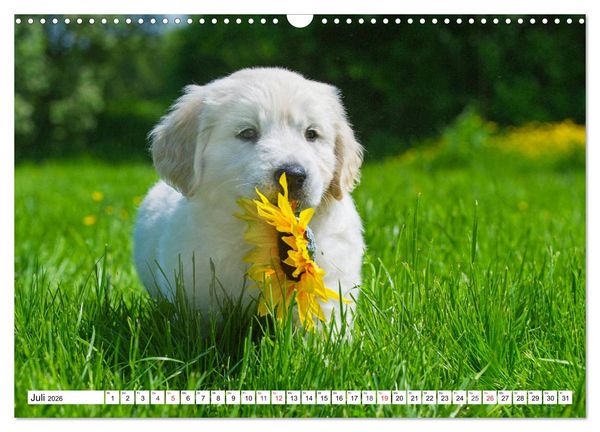 Produktbild: Goldige Herzensbrecher - Golden Retriever Welpen (Wandkalender 2026 DIN A3 quer), CALVENDO Monatskalender