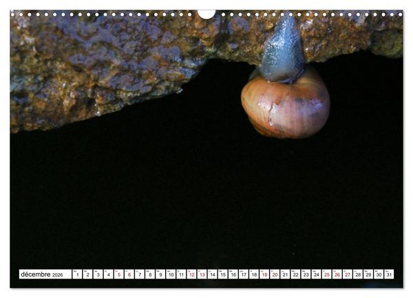 Produktbild: Admirons les escargots (Calendrier mural 2026 DIN A3 vertical), CALVENDO calendrier mensuel