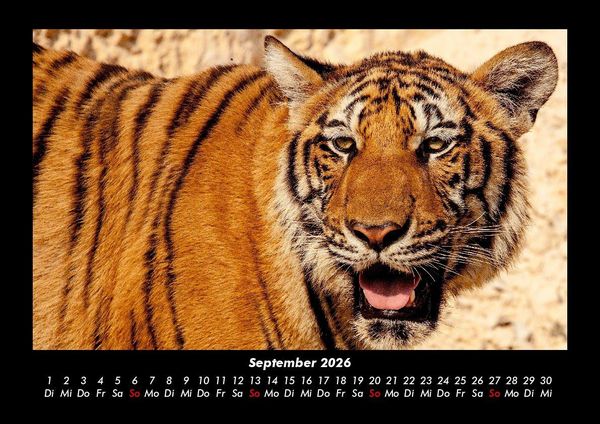 Produktbild: Tiger 2026 Fotokalender DIN A3