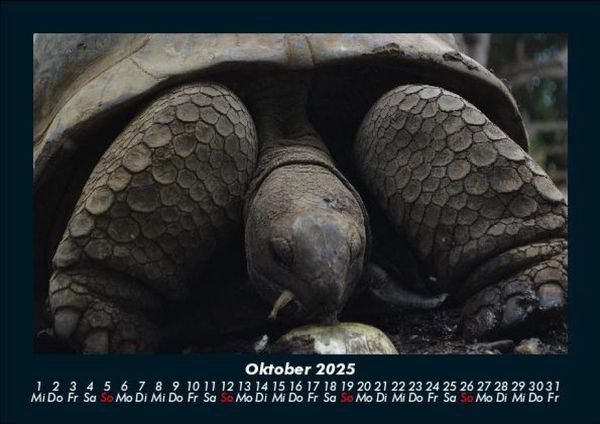 Produktbild: Schildkr&ouml;tenzauber 2025 Fotokalender DIN A5