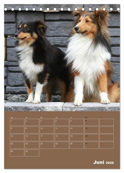 Produktbild: SHELTIES Herzensbrecher auf 4 Pfoten (Tischkalender 2026 DIN A5 hoch), CALVENDO Monatskalender