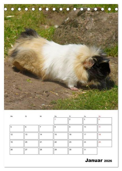 Produktbild: Meerschweinchen Terminplaner (Tischkalender 2026 DIN A5 hoch), CALVENDO Monatskalender