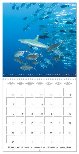 Produktbild: Diving in the deep blue sea (Wall Calendar 2026 12 &times; 12 Inch) CALVENDO 12 Month Wall Calendar