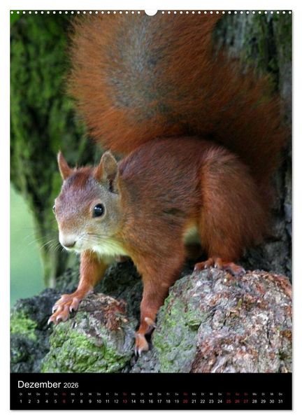 Produktbild: Eichh&ouml;rnchen (Wandkalender 2026 DIN A2 hoch), CALVENDO Monatskalender