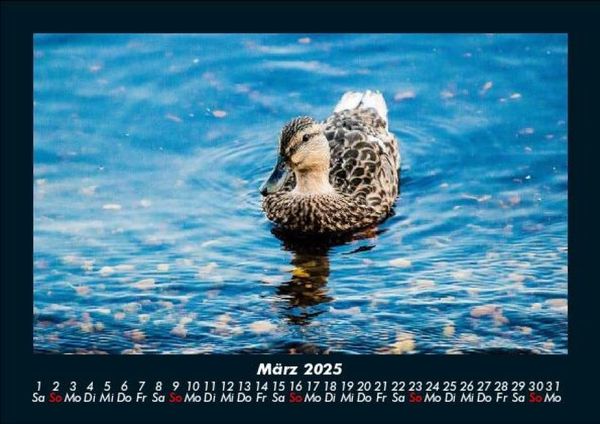 Produktbild: Enten 2025 Fotokalender DIN A5