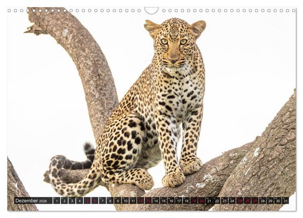 Produktbild: Safari Afrika (Wandkalender 2026 DIN A3 quer), CALVENDO Monatskalender