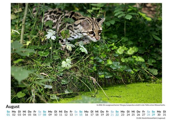 Produktbild: Langschwanzkatze