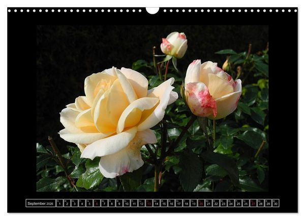 Produktbild: Im Duft der Rosen (Wandkalender 2026 DIN A3 quer), CALVENDO Monatskalender