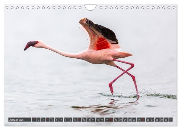 Produktbild: Kenia 2026 (Wandkalender 2026 DIN A4 quer), CALVENDO Monatskalender