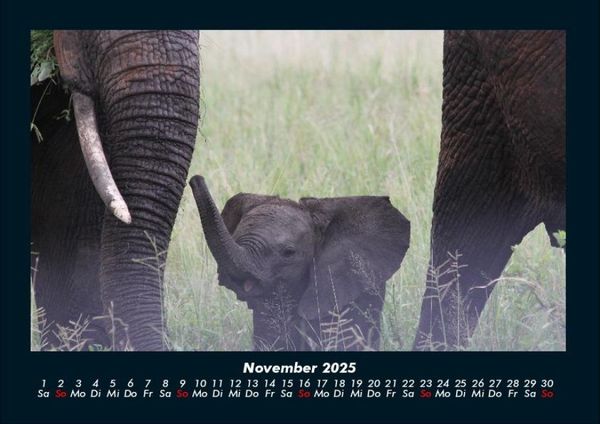 Produktbild: Elefanten - Die sanften Riesen Afrikas 2025 Fotokalender DIN A4