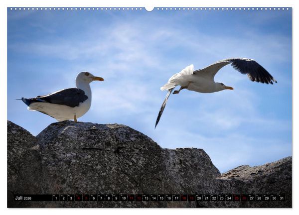 Produktbild: M&Ouml;WEN Freche Schreih&auml;lse (hochwertiger Premium Wandkalender 2026 DIN A2 quer), Kunstdruck in Hochglanz