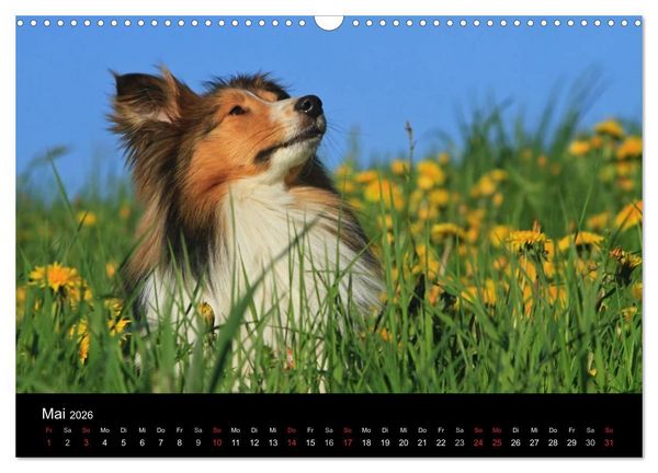 Produktbild: Shelties 2026 (Wandkalender 2026 DIN A3 quer), CALVENDO Monatskalender