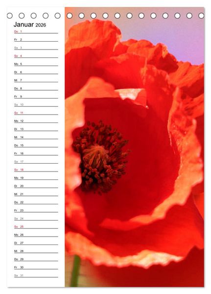 Produktbild: Mohn, zarte Bl&uuml;ten, starke Farben, der Geburtstagskalender (Tischkalender 2026 DIN A5 hoch), CALVENDO Monatskalender