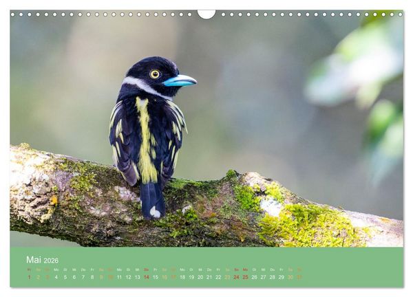 Produktbild: Zwischen Nebel und Baumriesen - V&ouml;gel Borneos (Wandkalender 2026 DIN A3 quer), CALVENDO Monatskalender