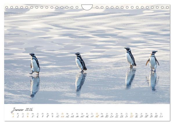 Produktbild: Tierisches von den Falklandinseln (Wandkalender 2026 DIN A4 quer), CALVENDO Monatskalender