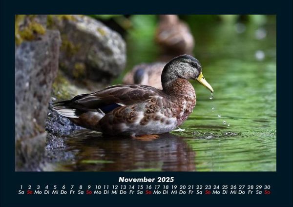Produktbild: Enten 2025 Fotokalender DIN A4