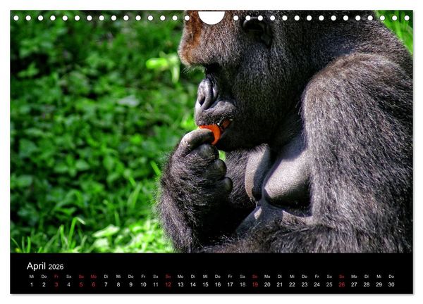 Produktbild: Gorillas - Die sanften Wilden (Wandkalender 2026 DIN A4 quer), CALVENDO Monatskalender