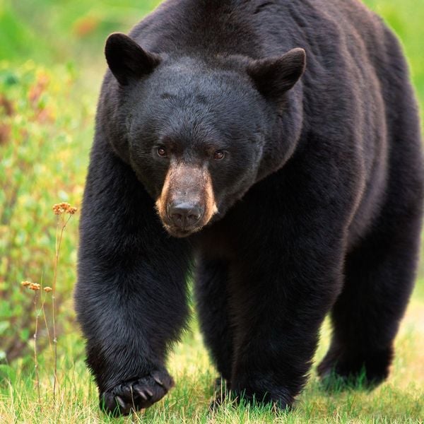 Produktbild: Bears 2027