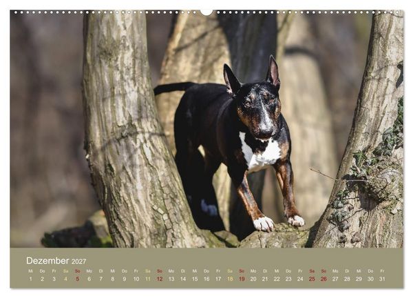 Produktbild: Bullterrier, liebenswerte Sturk&ouml;pfe (Wandkalender 2027 DIN A2 quer), CALVENDO Monatskalender
