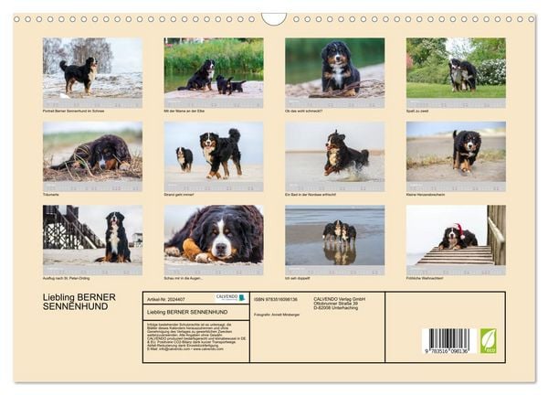 Produktbild: Liebling BERNER SENNENHUND (Wandkalender 2026 DIN A3 quer), CALVENDO Monatskalender