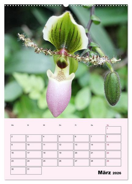 Produktbild: Orchideenliebe (hochwertiger Premium Wandkalender 2026 DIN A2 hoch), Kunstdruck in Hochglanz