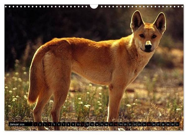 Produktbild: Australiens Tierwelt (Wandkalender 2026 DIN A3 quer), CALVENDO Monatskalender