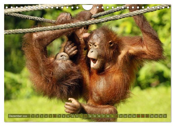 Produktbild: Waldmenschen - Orang Utans auf Borneo (Wandkalender 2026 DIN A4 quer), CALVENDO Monatskalender
