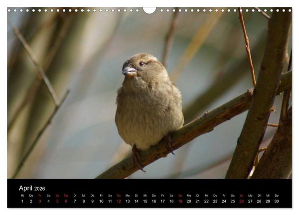 Produktbild: Freche Spatzen (Wandkalender 2026 DIN A3 quer), CALVENDO Monatskalender