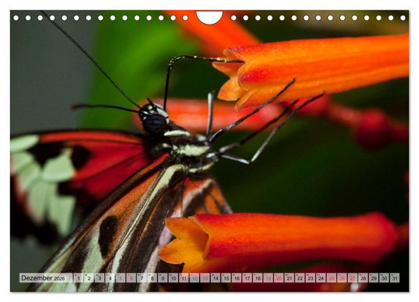 Produktbild: Schmetterlinge - zarte Gesch&ouml;pfe der Natur (Wandkalender 2026 DIN A4 quer), CALVENDO Monatskalender