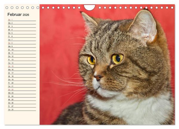 Produktbild: Bezaubernde Rassekatzen (Wandkalender 2026 DIN A4 quer), CALVENDO Monatskalender