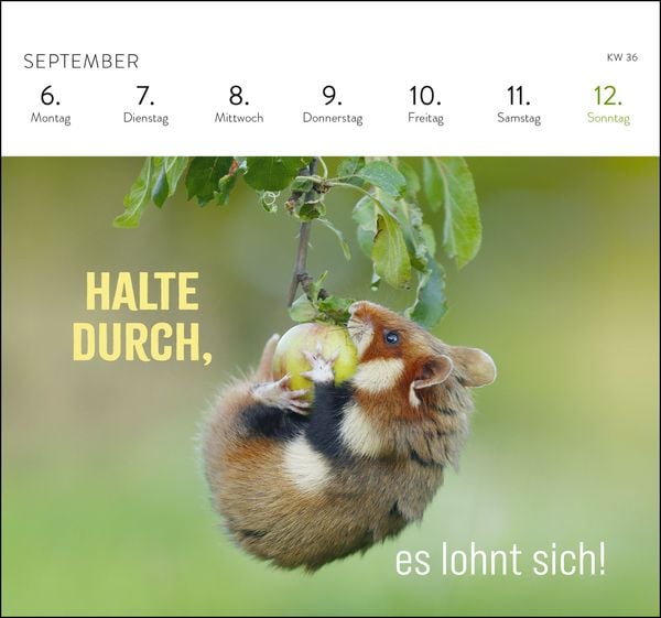 Produktbild: Postkartenkalender 2027: Kleine Gl&uuml;cksbringer f&uuml;r dein Jahr