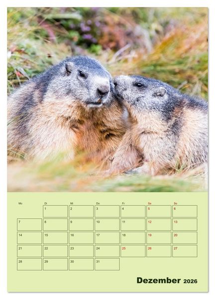 Produktbild: H&ouml;rnchen aus aller Welt (Wandkalender 2026 DIN A3 hoch), CALVENDO Monatskalender