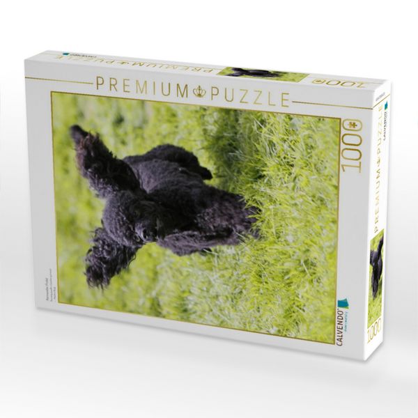Produktbild: CALVENDO Puzzle Rennender Pudel | 1000 Teile Lege-Gr&ouml;&szlig;e 64x48cm Foto-Puzzle f&uuml;r gl&uuml;ckliche Stunden