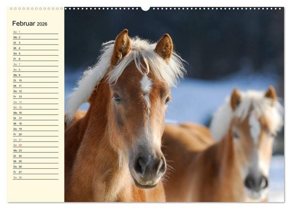 Produktbild: Welt der Pferde (hochwertiger Premium Wandkalender 2026 DIN A2 quer), Kunstdruck in Hochglanz