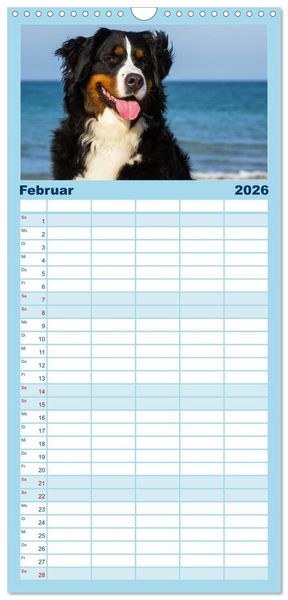 Produktbild: Familienplaner 2026 - Berner Sennenhunde am Strand mit 5 Spalten (Wandkalender, 21 x 45 cm) CALVENDO