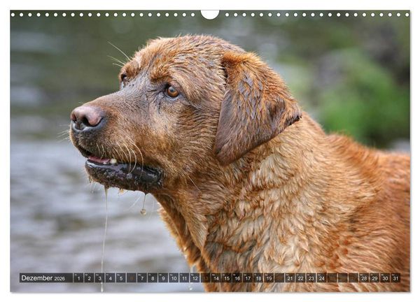 Produktbild: Labrador Retriever - Jagdhund mit Charme (Wandkalender 2026 DIN A3 quer), CALVENDO Monatskalender