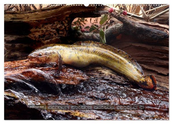 Produktbild: UNSER FISCH. S&Uuml;&szlig;WASSER. (hochwertiger Premium Wandkalender 2026 DIN A2 quer), Kunstdruck in Hochglanz