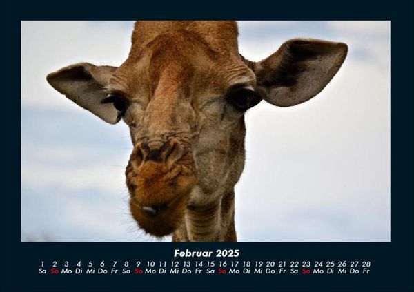 Produktbild: Giraffen 2025 Fotokalender DIN A4