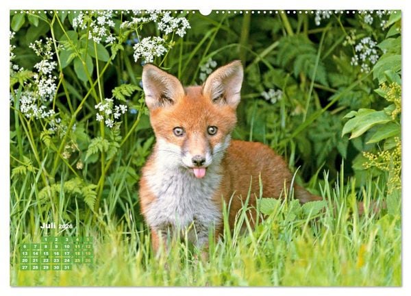 Produktbild: Der Fuchs: Kluger J&auml;ger (Wandkalender 2026 DIN A2 quer), CALVENDO Monatskalender