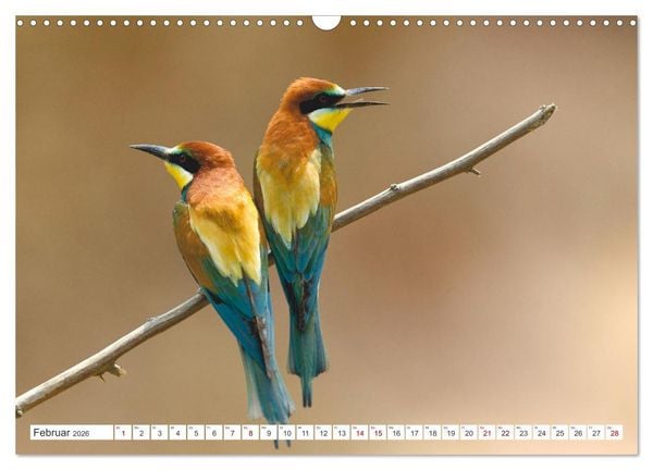 Produktbild: Bunte Flieger (Wandkalender 2026 DIN A3 quer), CALVENDO Monatskalender