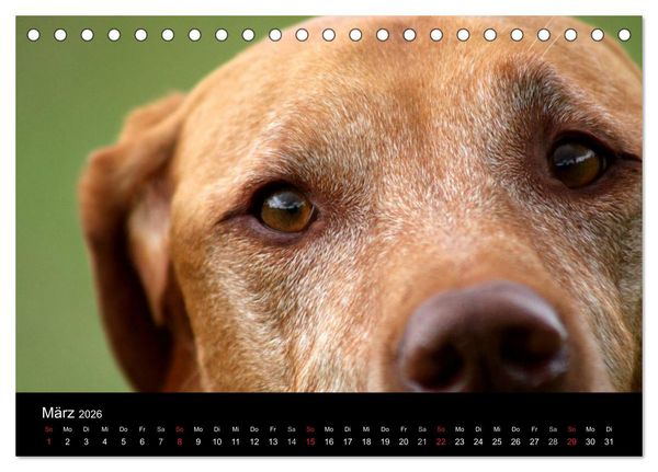 Produktbild: Magyar Vizsla (Tischkalender 2026 DIN A5 quer), CALVENDO Monatskalender