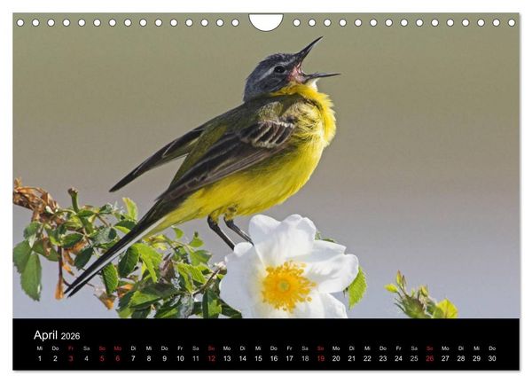 Produktbild: V&ouml;gel (Wandkalender 2026 DIN A4 quer), CALVENDO Monatskalender