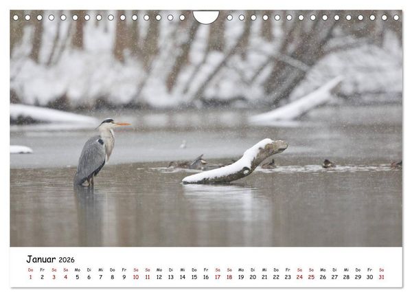 Produktbild: Die Graureiher vom Ahnepark (Wandkalender 2026 DIN A4 quer), CALVENDO Monatskalender