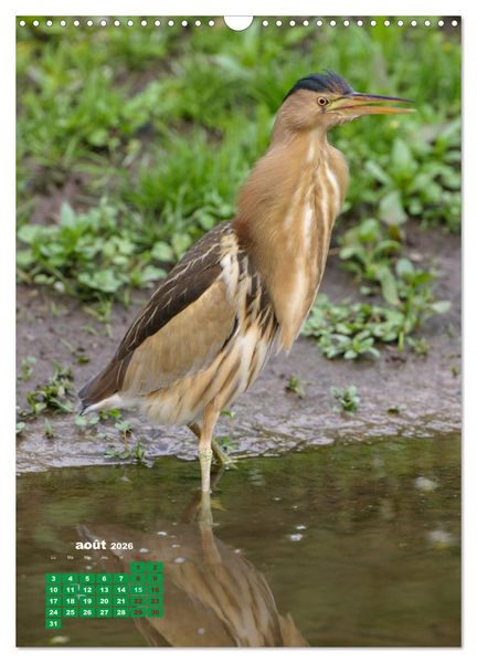 Produktbild: Lesbos l'&icirc;le aux oiseaux (Calendrier mural 2026 DIN A3 horizontal), CALVENDO calendrier mensuel