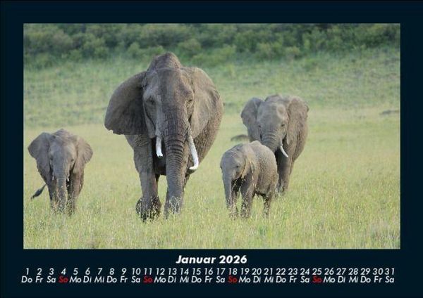 Produktbild: Der Elefantenkalender 2026 Fotokalender DIN A5