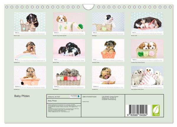 Produktbild: Baby Pfoten (Wandkalender 2027 DIN A4 quer), CALVENDO Monatskalender